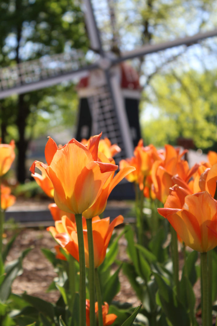 78th Annual Tulip Festival Vibrant Orange City, Iowa