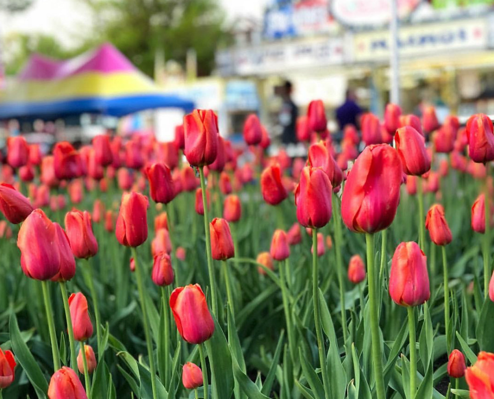 Tickets now on sale for 80th annual Orange City Tulip Festival