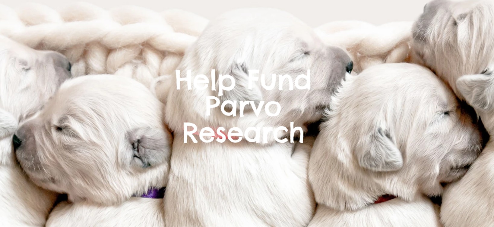 Revival Animal Health promotes Healthy Puppy Month, seeks to raise $20,000  for parvovirus research – Vibrant Orange City, Iowa